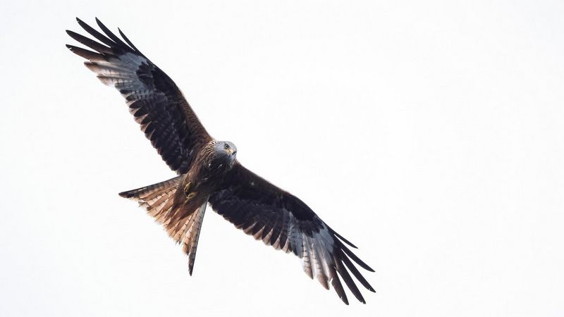 sample robert marc lehmann bird spread wings