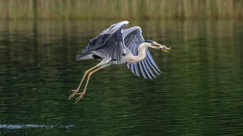 sample robert marc lehmann bird taking flight