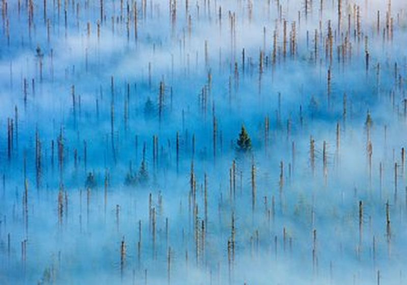 A sea of blue and white clouds and fog with dozens of dead trees emerging from within. In between the dead trunks, which still have spikes of old broken branches attached, there are a few new green trees peeking through.