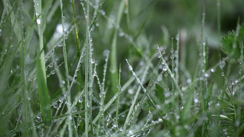 rain droplets grass macro RF 24-240mm sample richard walch