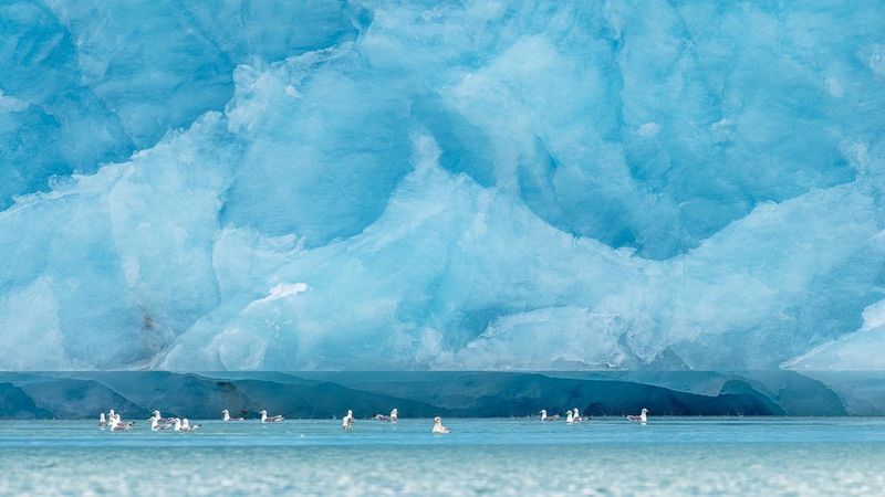 A wall of blue/white ice is the backdrop to swimming gulls.