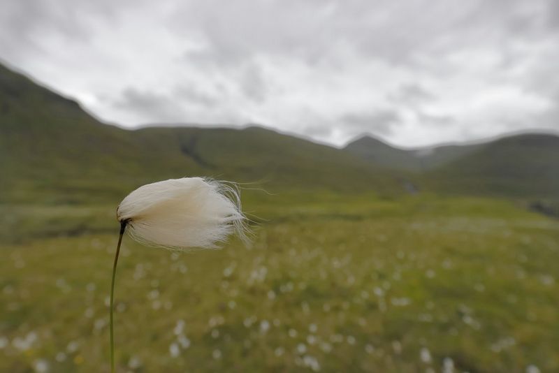 Un fiore di cotone in un prato soffia nel vento, sullo sfondo sono visibili colline sfocate. Scatto realizzato con un obiettivo Canon RF 10-20mm F4L IS STM da Joel Santos.