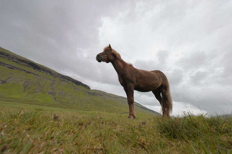 Un'inquadratura dal basso di un cavallo in piedi in un prato mentre nuvole grigie coprono il cielo. Scatto realizzato con un obiettivo Canon RF 10-20mm F4L IS STM da Joel Santos.