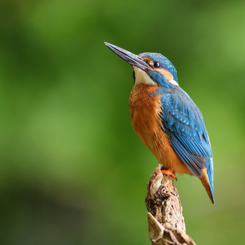 Types of Camera Lenses Canon UK