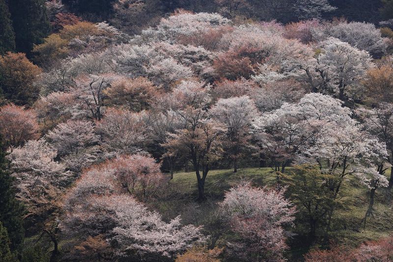 A telephoto image taken with a Canon RF 100-500mm F4.5-7.1L IS USM lens showing trees with pink blossoms appearing to circle one tree in the centre of a small clearing.  