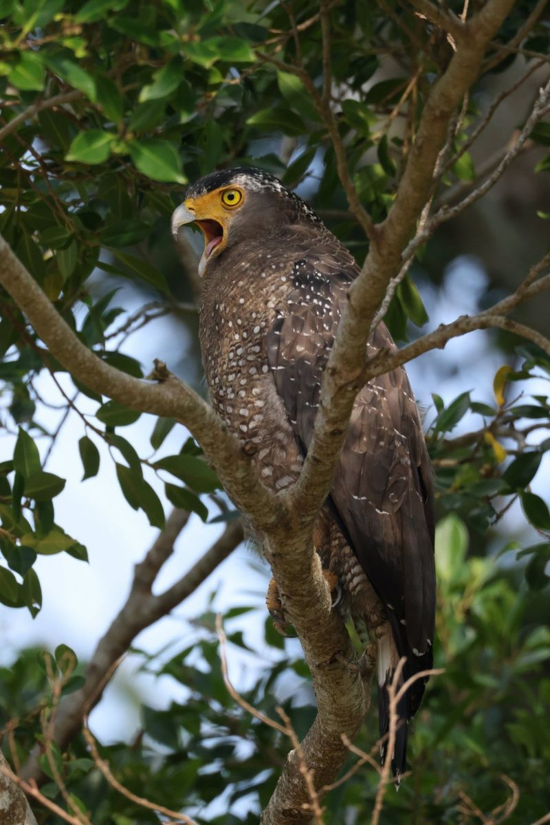 A close-up of a bird of prey perched on a branch