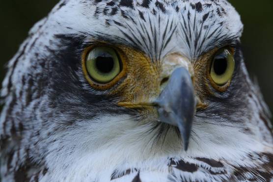 An extreme close-up of the feathery white and black face of a bird of prey. 