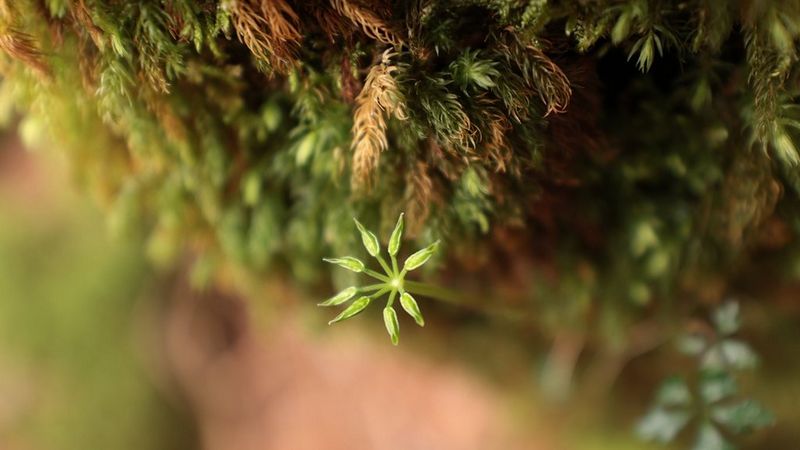 Kom heel dicht bij je onderwerp, tot maar liefst 0,20 m met de brandpuntsafstand van 35mm van de RF 14-35mm F4L IS USM. Vertrouw op een constant diafragma van f/4 om het onderwerp scherp te houden terwijl de Image Stabilizer ervoor zorgt dat er geen cameratrilling is.