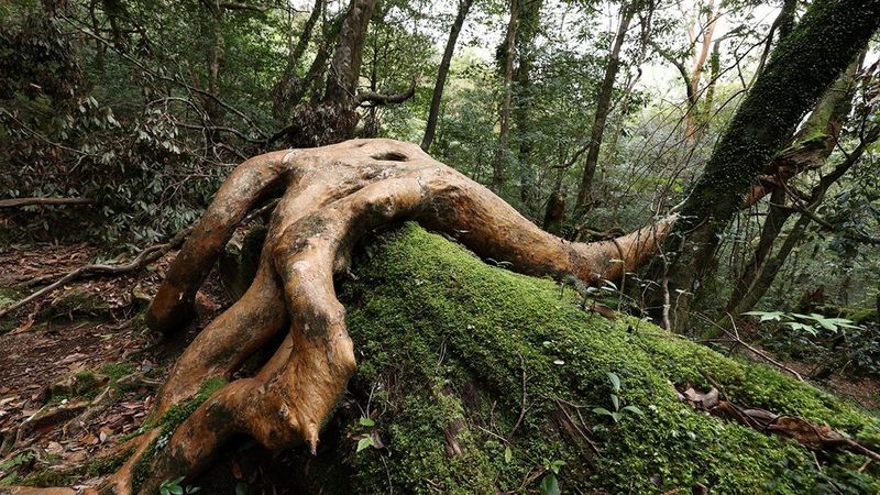 Maak optimaal gebruik van scherptediepte bij natuurfoto's, gebruik een grote beeldhoek van 14mm en kies een klein diafragma om alles scherp te houden.