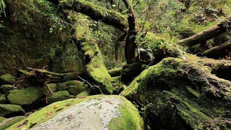 Auf 24mm herangezoomt bleibt eine weite Ansicht, aber ein bestimmten Teil der Szene in dieser stimmungsvollen, moosbewachsenen Naturaufnahme wird betont.