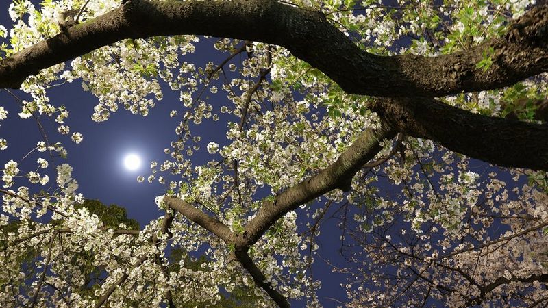 Schaue bei Vollmond unter einem Baum nach oben und lass dich von erstaunlichen Perspektiven überraschen! Sogar aus der freien Hand hat der 5,5-Stufen Bildstabilisator etwaige Verwacklungen kompensiert.