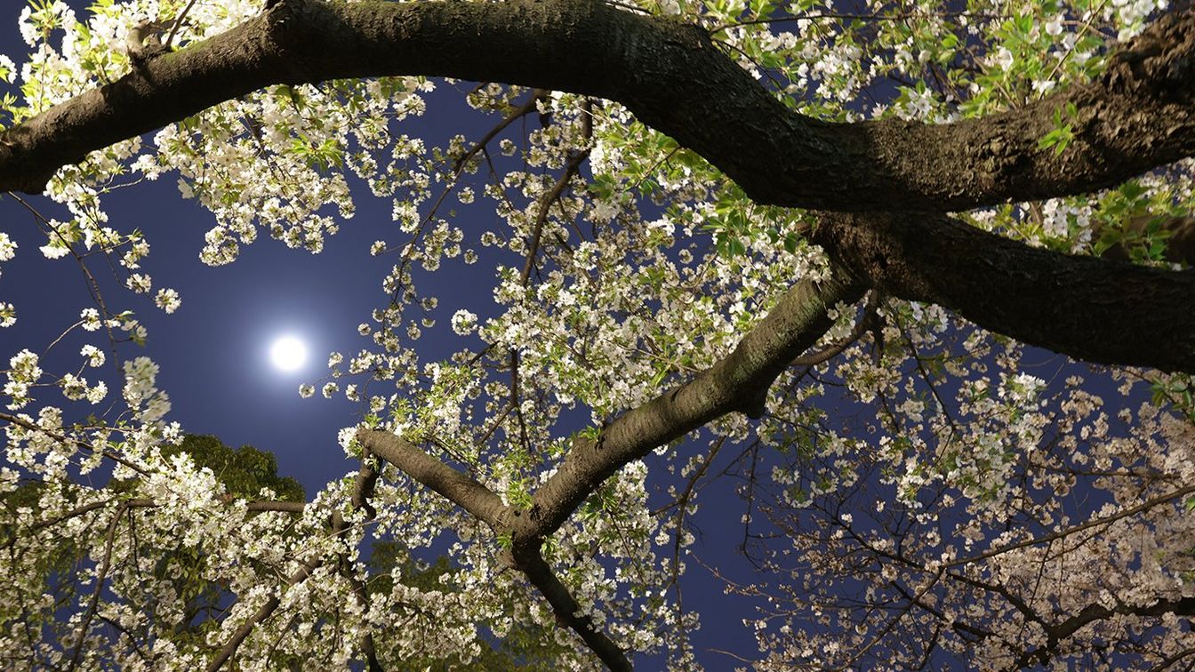 Titta upp under ett träd vid fullmåne och förbered dig på en fantastisk syn! Även handhållet eliminerades kameraskakningar med bildstabilisatorn i 5,5 steg.