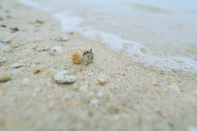 A close-up of a hermit crab with a pale orange shell making its way across wet sand.
