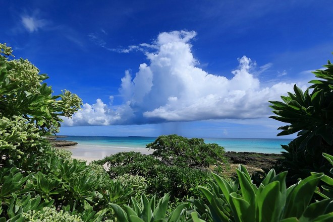 A white-sand beach and clear blue water can be seen behind thick rows of tropical greenery.