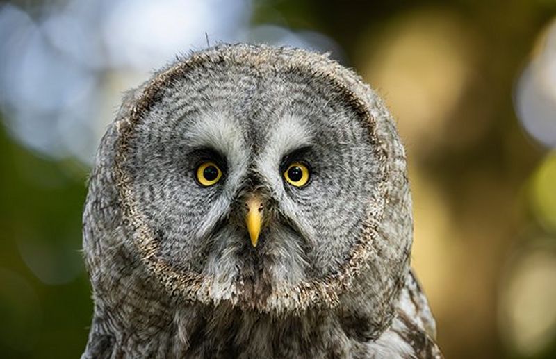 A great grey owl with striking yellow eyes looks directly at the camera in a photo taken by Guy Edwardes with a Canon RF 200-800mm F6.3-9 IS USM lens.
