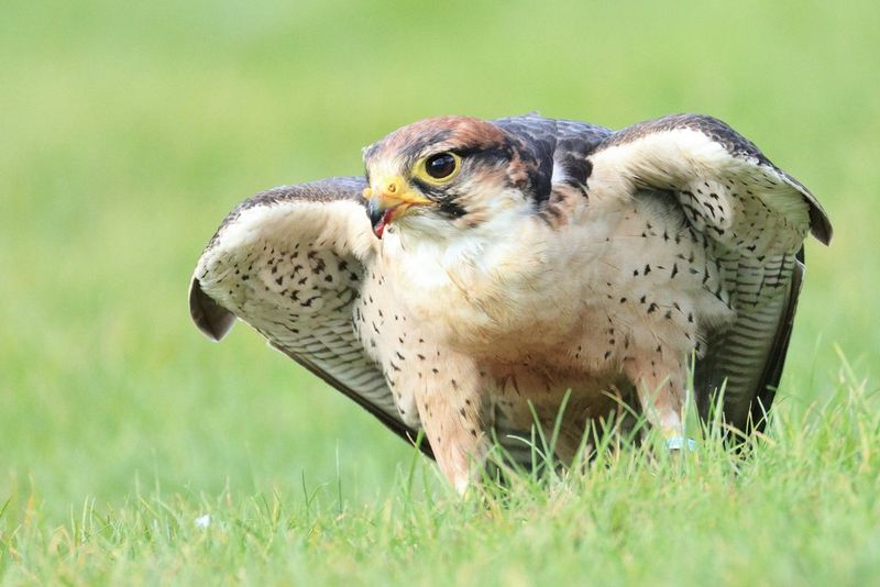 RF200-800mm F/6.3-9 IS USM（Wildlife photography with the RF 200 