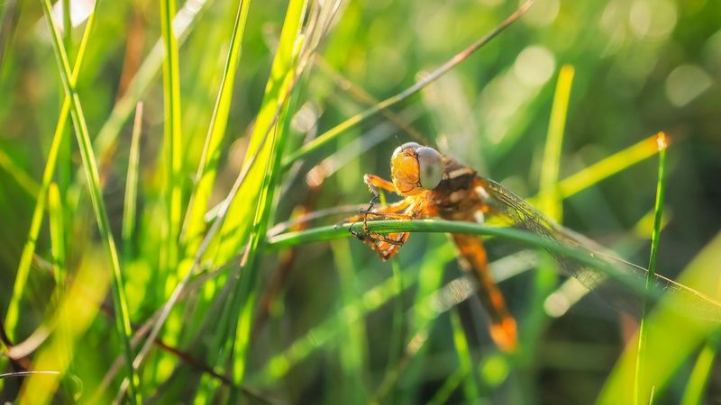 macro 24mm