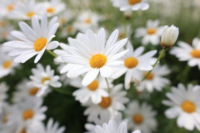 A close-up of multiple white flowers with yellow centres growing in the wild. The flowers in the foreground are in focus while those behind are blurred.