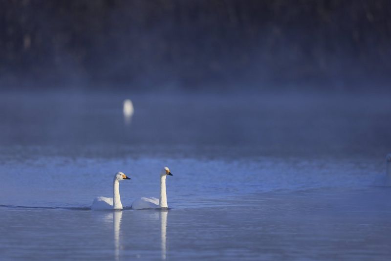 Two swans swim on a lake at dusk. The Moon is reflected in the still water behind them.