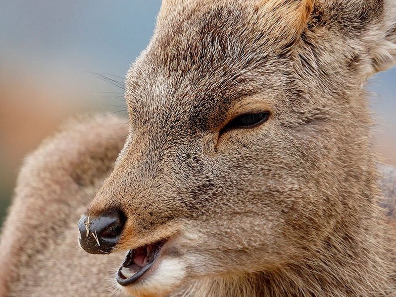 RF 600mm F11 IS STM Gallery Image 1