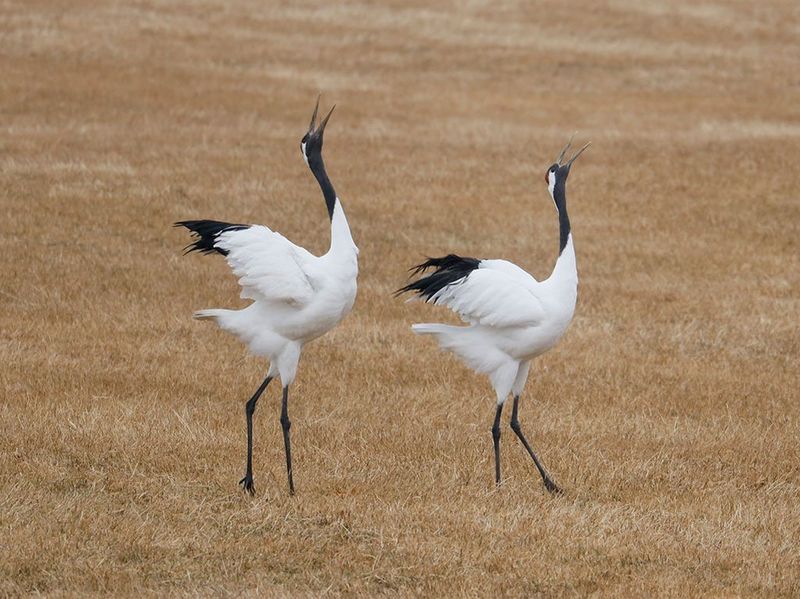 Canon RF 600mm F11 IS STM RF Lens Canon UK