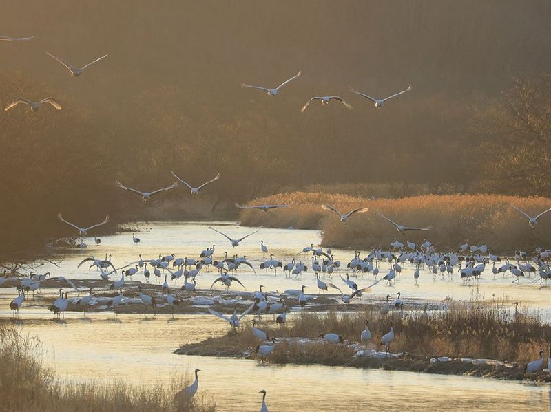 RF 600mm F11 IS STM Gallery Image 3