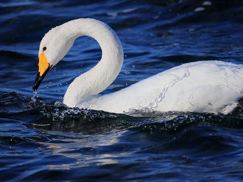 RF600mm F11 IS STM Gallery Image 4