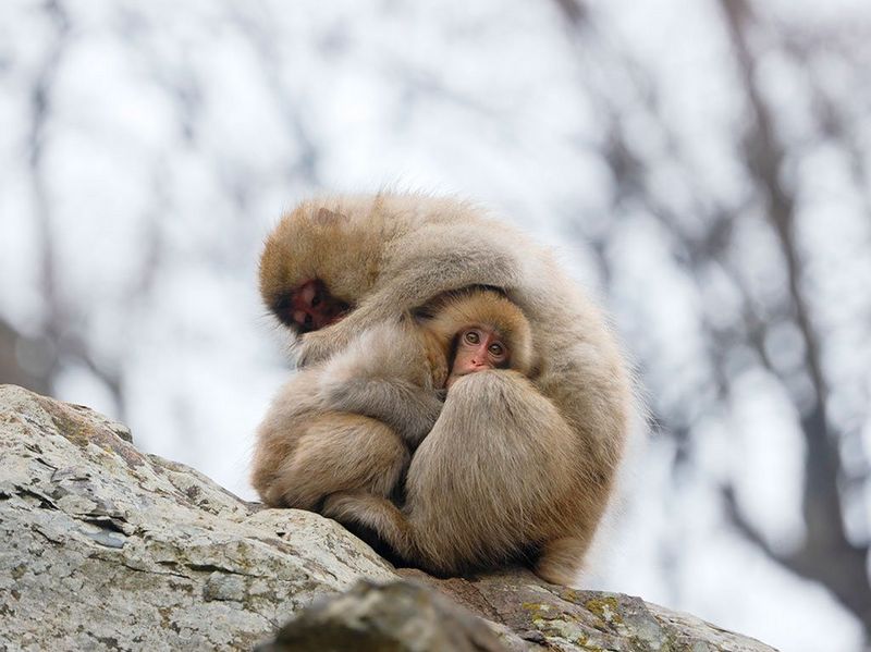 RF 600mm F11 IS STM Gallery Image 5