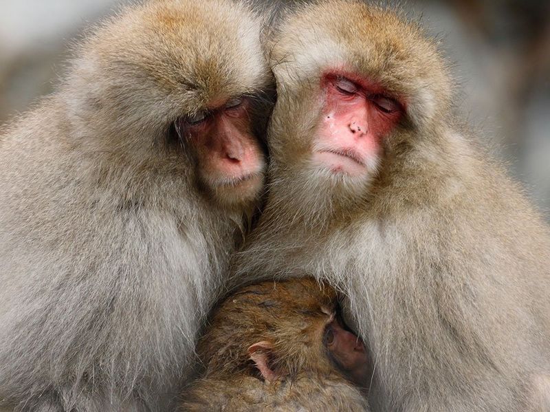 RF 600mm F11 IS STM Gallery Image 6