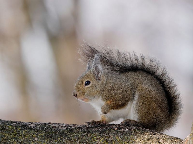 RF 600mm F11 IS STM Gallery Image 7