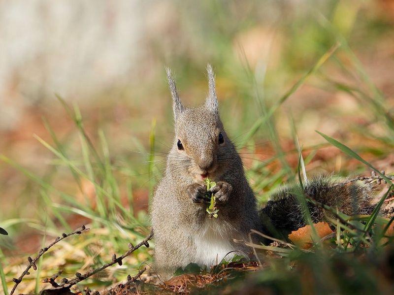 RF600mm F11 IS STM Gallery Image 8