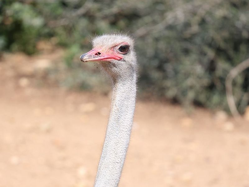 RF 600mm F11 IS STM Gallery Image 9