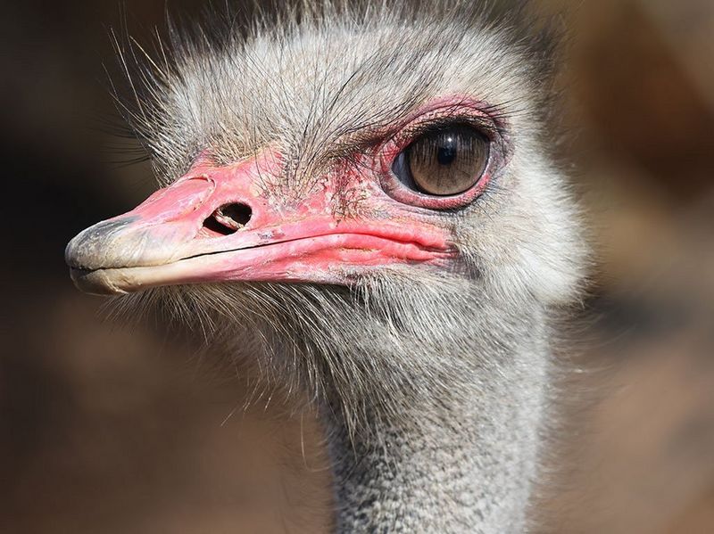 RF 600mm F11 IS STM Gallery Image 10