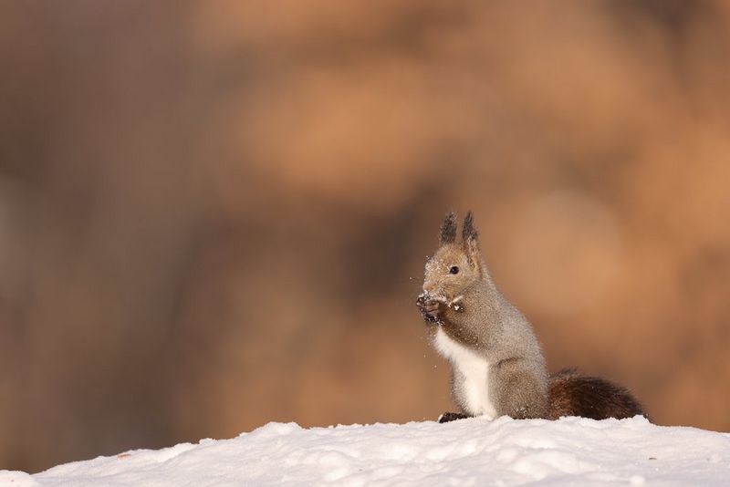 Écureuil assis sur un monticule de neige, en train de manger une noisette.