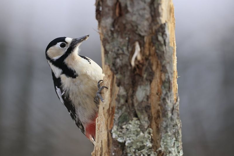 A great spotted woodpecker peers out from behind a tree.