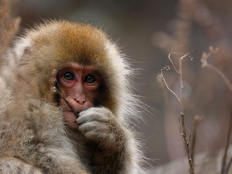 Canon RF 800mm F11 IS STM