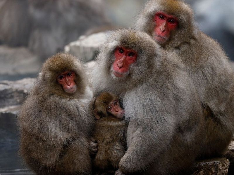 Canon RF 800mm F11 IS STM