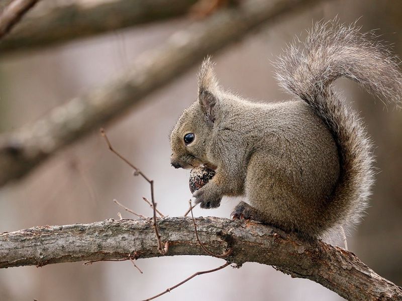 Canon RF 800mm F11 IS STM