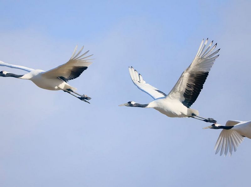 Canon RF 800mm F11 IS STM