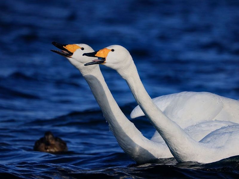 Canon RF 800mm F11 IS STM