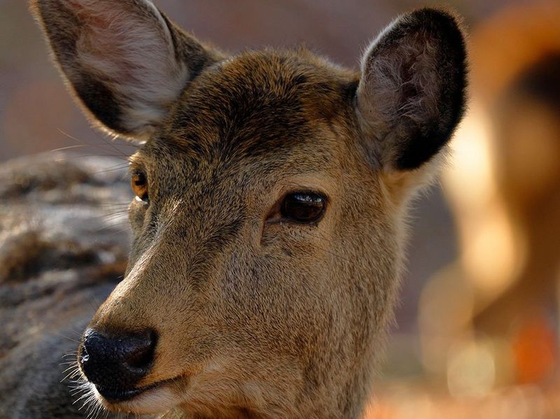 Canon RF 800mm F11 IS STM