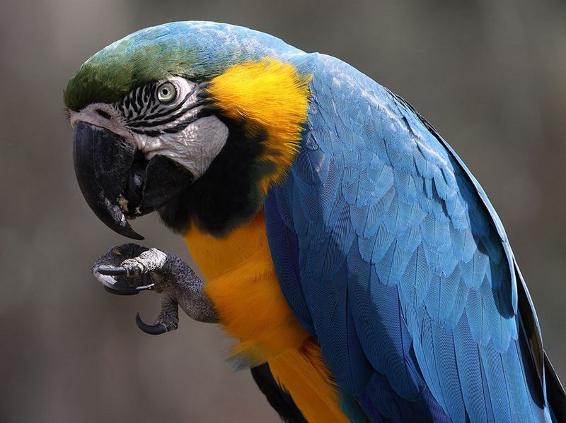 Canon RF 800mm F11 IS STM