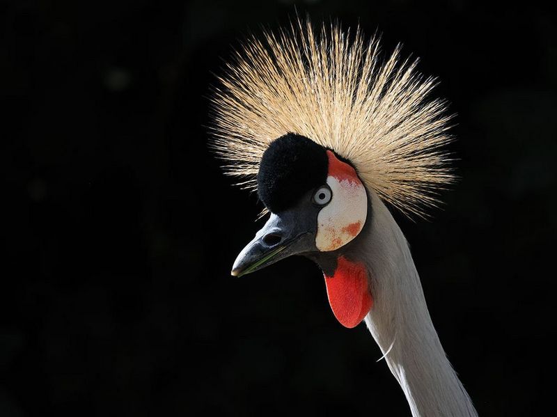 Canon RF 800mm F11 IS STM