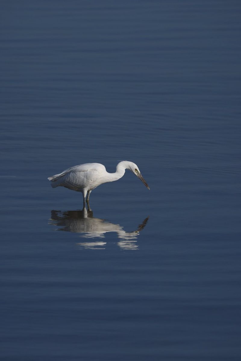 Un grand oiseau blanc et gris chasse pour se nourrir en eau peu profonde. Photo prise avec un Canon EOS R5 équipé d'un objectif Canon RF 800mm F5.6L IS USM.