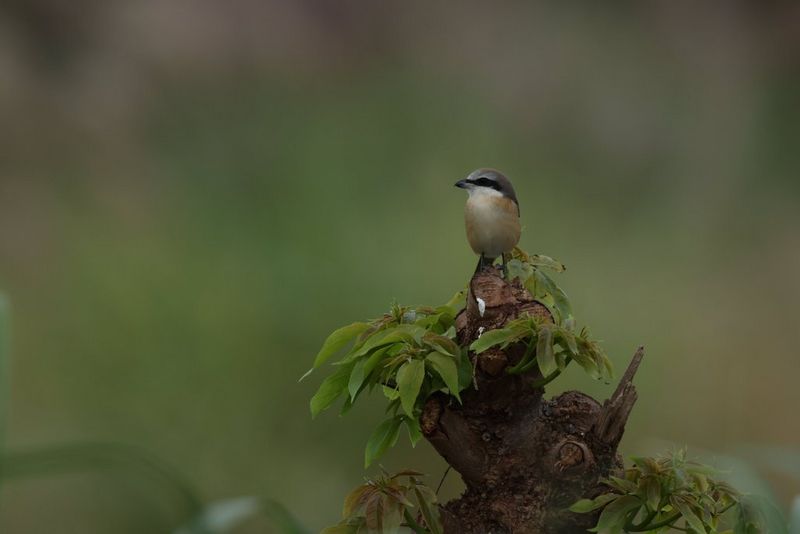 A close-up of a small bird with grey and brown markings sitting on a leafy tree stump.