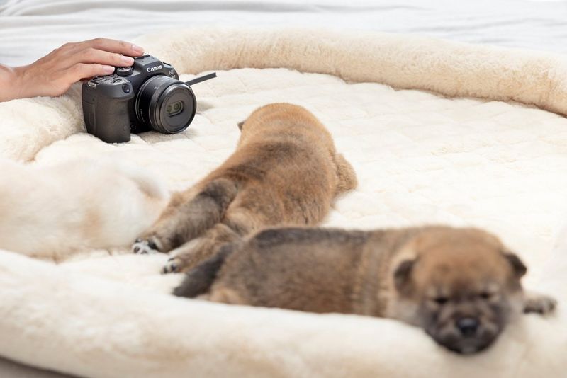  Three puppies sleeping on a soft, cream-coloured dog bed with a hand resting on top of a Canon camera with a RF-S 7.8MM F4 STM lens, pointing at the puppies.