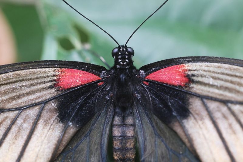 Gros-plan d'un papillon paré de noir et de rouge.