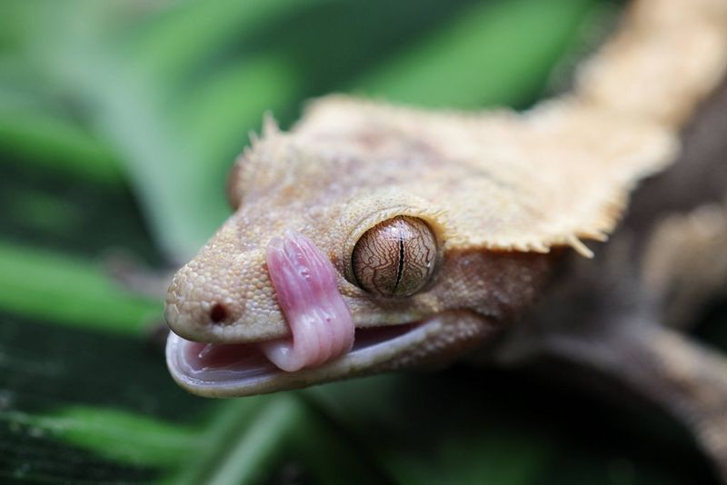 A close-up of a crested gecko, its tongue curled around the top of its mouth. 