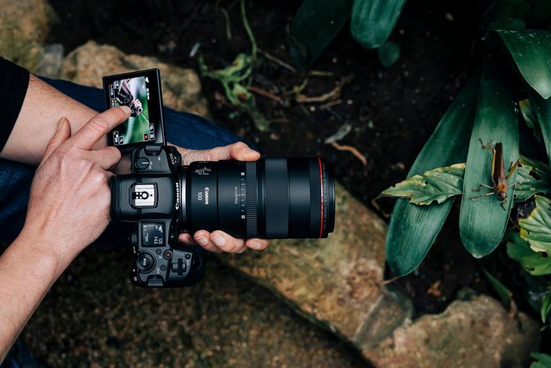 Seen from above, a photographer uses a Canon EOS R5 with a Canon RF 100mm F2.8L MACRO IS USM lens to film a cricket on a leaf.