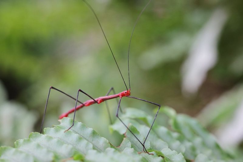 RF 100mm F2.8L Macro IS USM – fotografia de amostra com ampliação de 0,5x